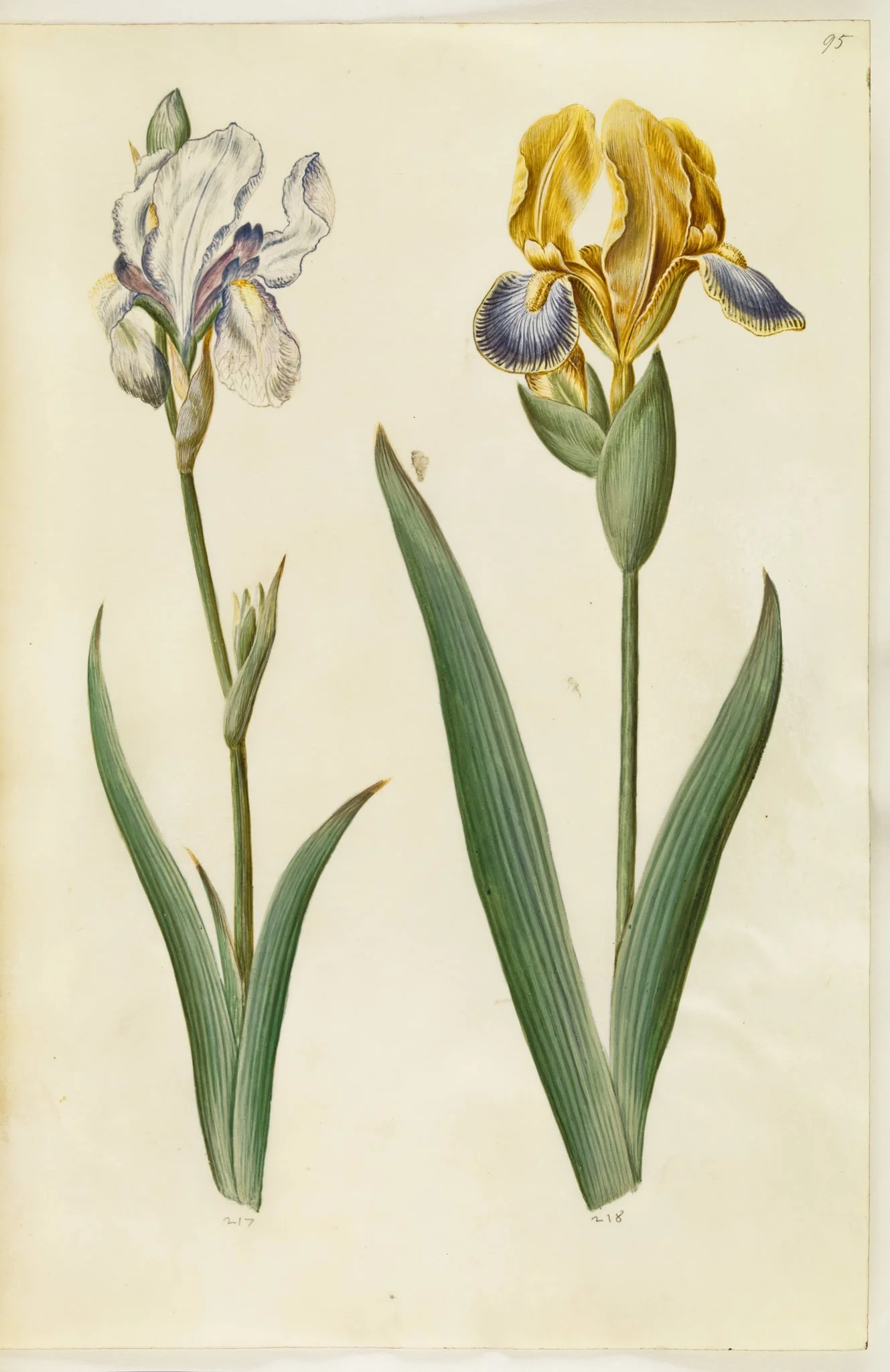Iris pallida (bleg iris); Iris variegata (broget iris), detail