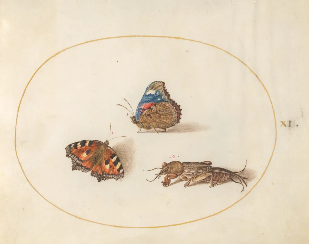 Plate 11: Small Tortoiseshell and Red Admiral Butterflies with a Mole Cricket, by Joris Hoefnagel, gouache, 1594