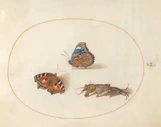 Plate 11: Small Tortoiseshell and Red Admiral Butterflies with a Mole Cricket, by Joris Hoefnagel, gouache, 1594