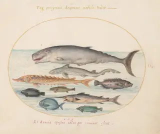 Plate 2: Sperm Whale, Sturgeon, Shark, and Other Fish, by Joris Hoefnagel, gouache, 1594