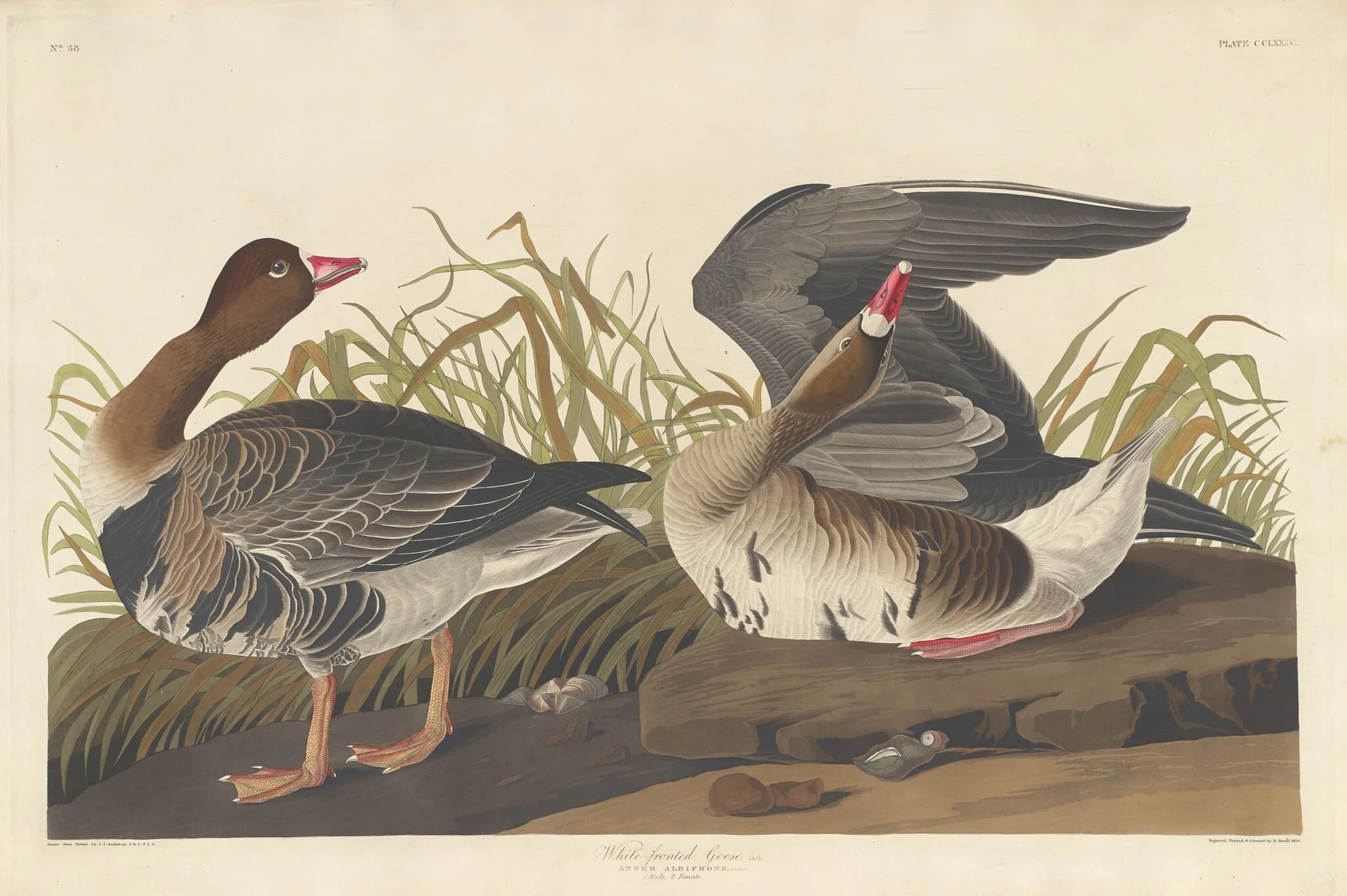 White-fronted Goose, detail