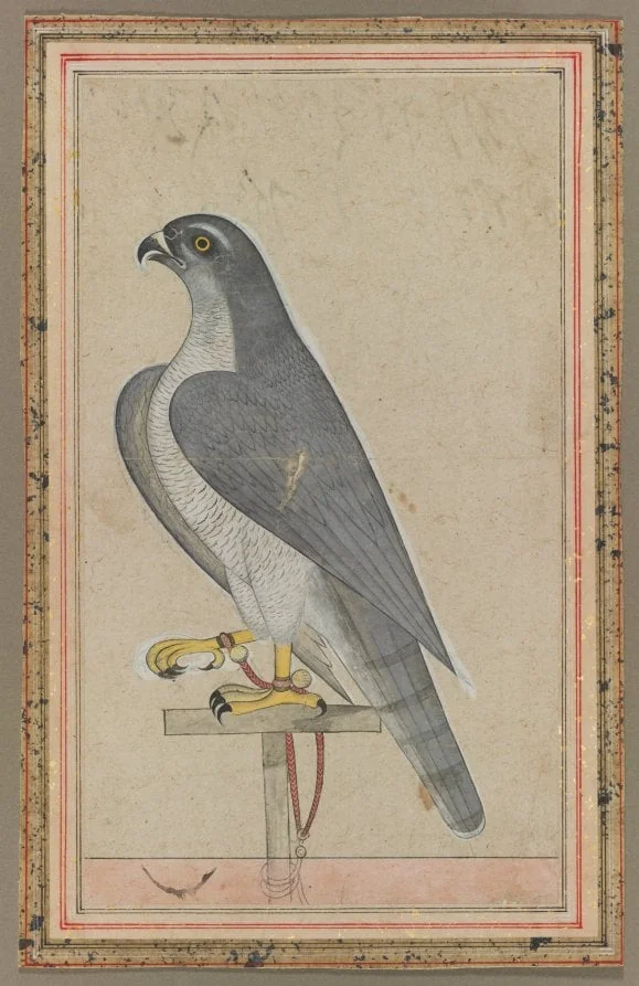 Falcon, detail
