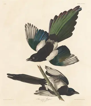American Magpie, by Havell, Jr., Robert, ink, 1837