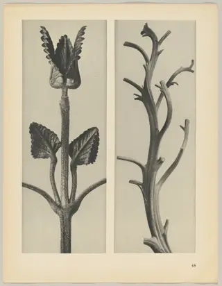 a Stachis grandiflora; b Nicotiana rustica, by Karl Blossfeldt, 1928