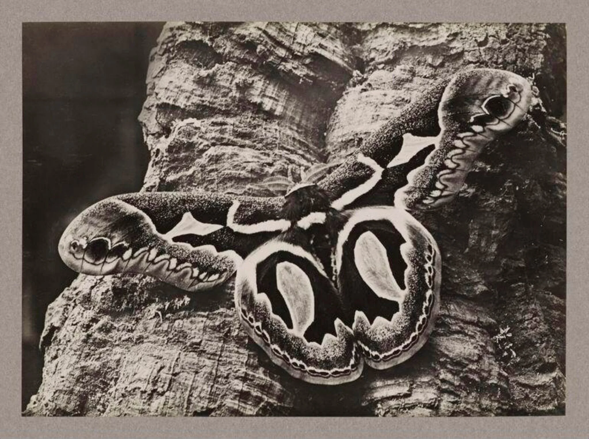 Attacus Jacobaea, detail