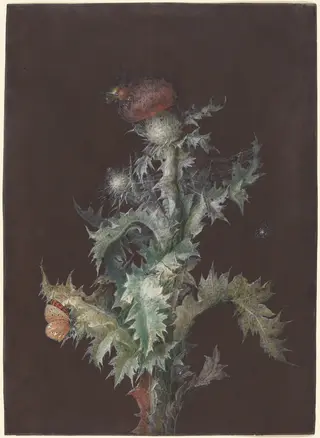 Thistle with Insects, by Johann Christoph Dietzsch, gouache, 1755
