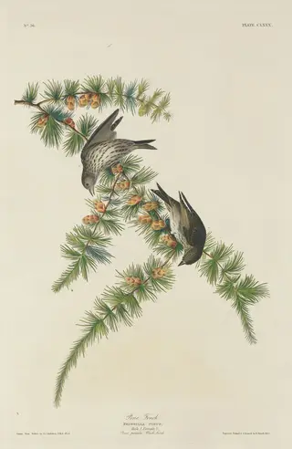 Pine Finch, by Havell, Jr., Robert, ink, 1833