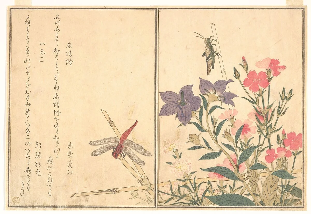『画本虫撰』「赤蜻蛉」「いなこ」|Red Dragonfly (Akatonbo); Locust (Inago), from the Picture Book of Crawling Creatures (Ehon mushi erami), detail