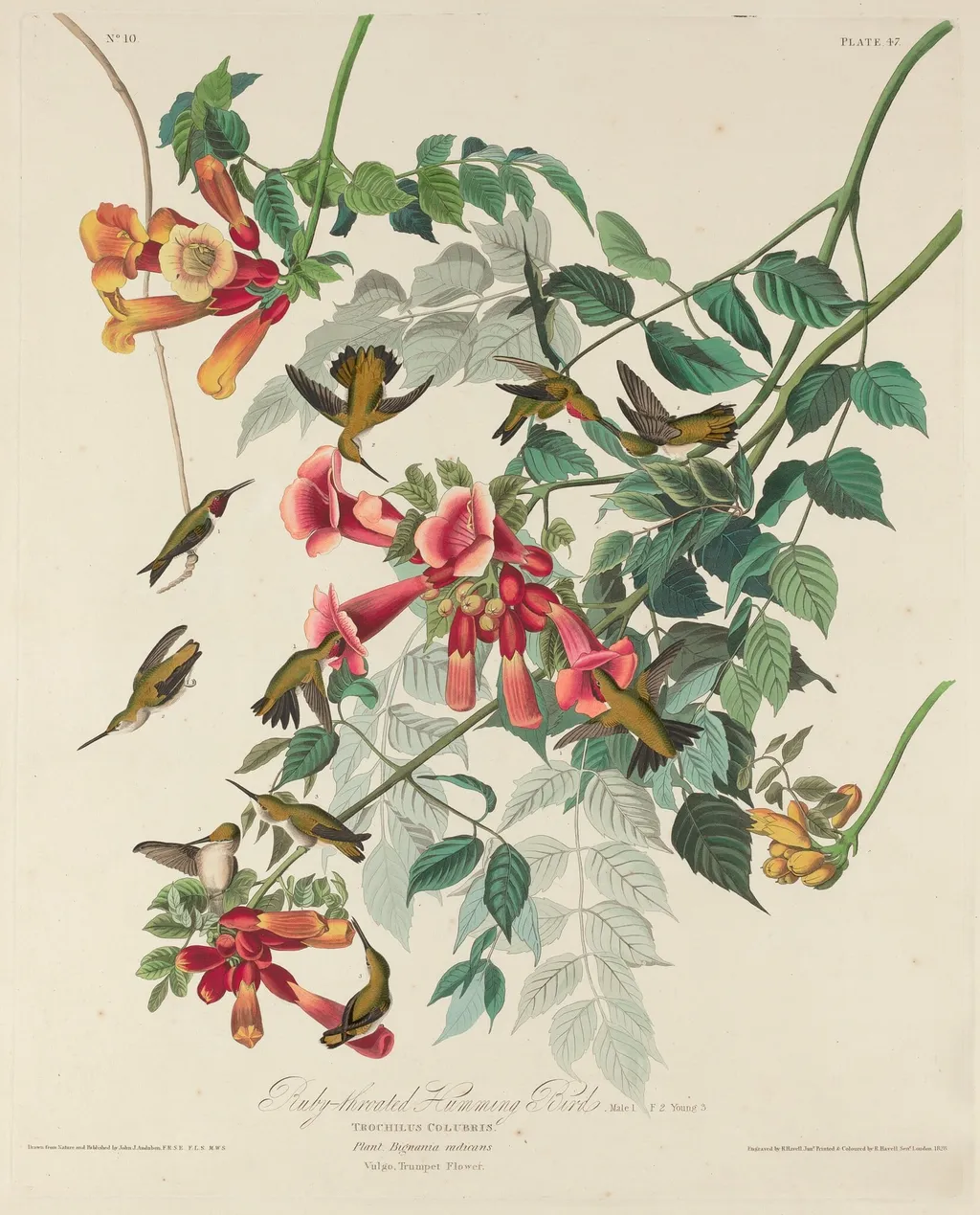 Ruby-throated Humming Bird, by Havell, Jr., Robert, ink, 1828