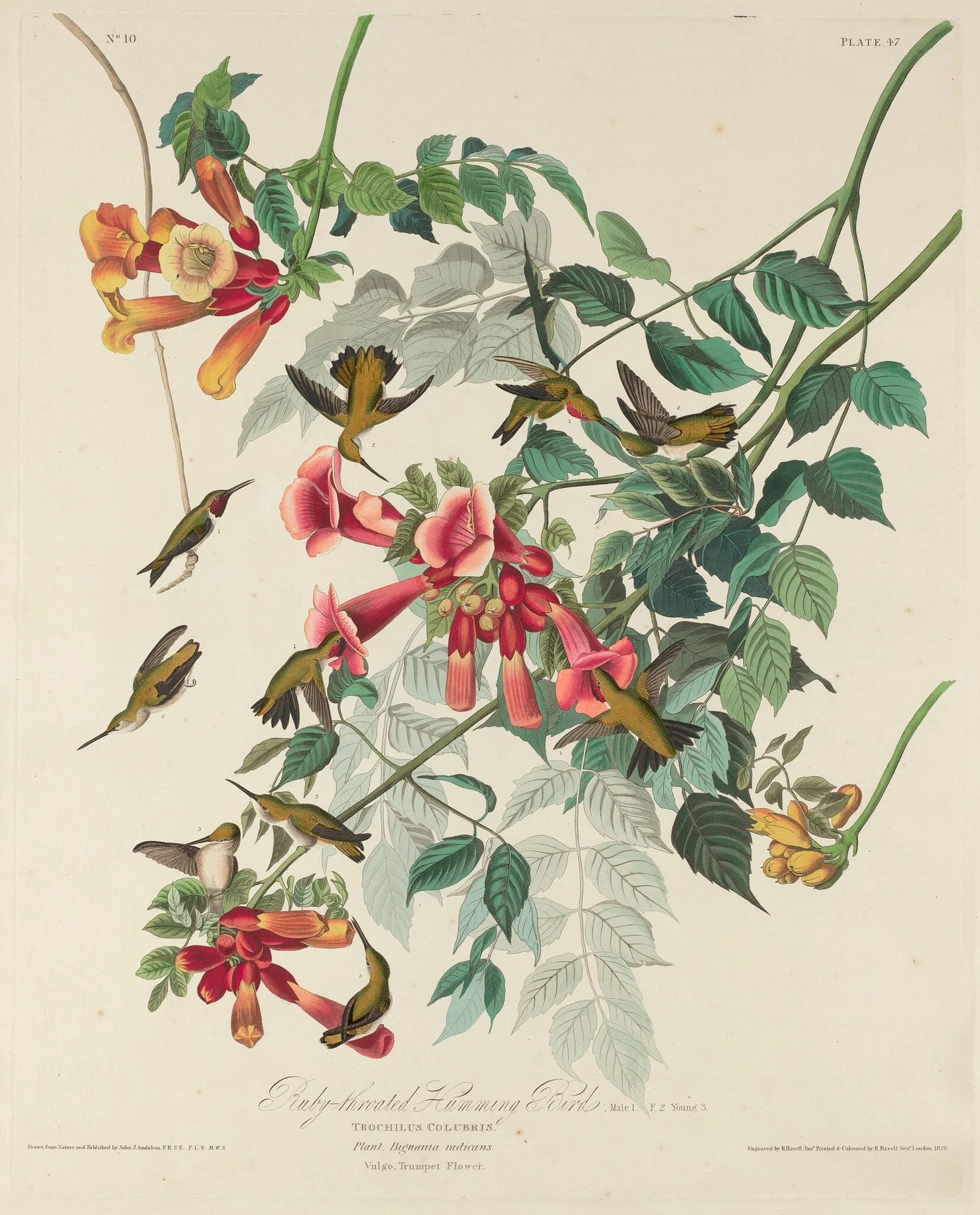 Ruby-throated Humming Bird, detail