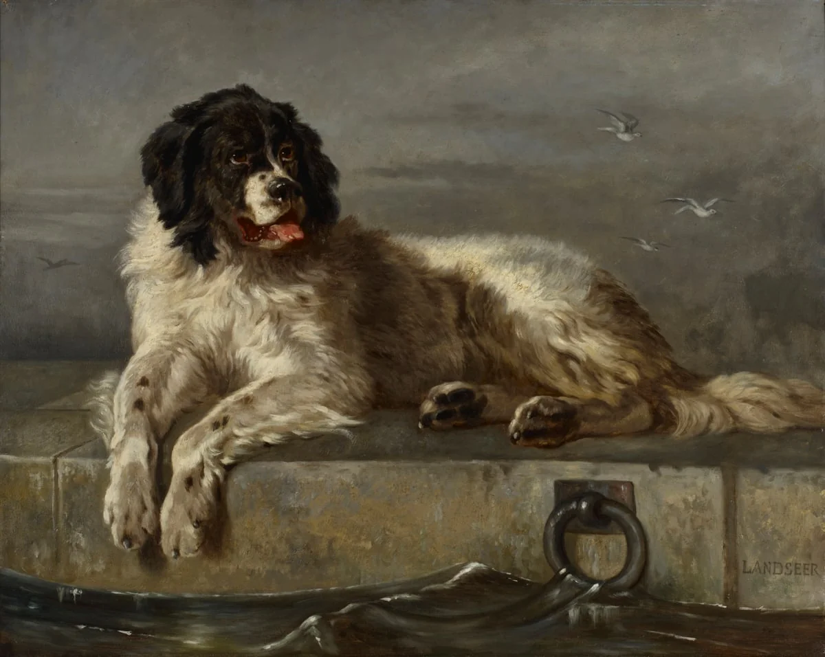 Newfoundlandinkoira, detail