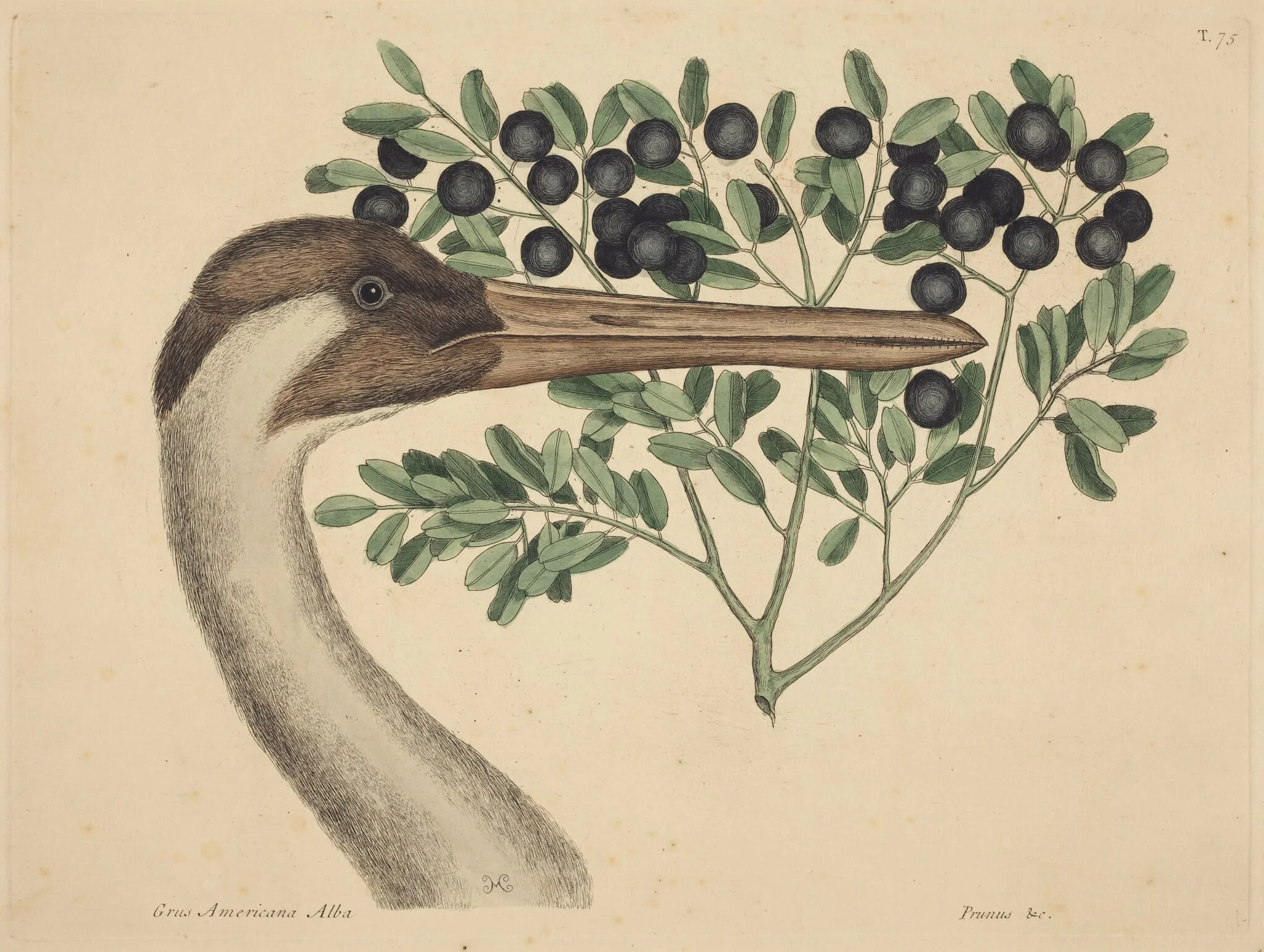 The Hooping Crane (Ardea Americana), detail