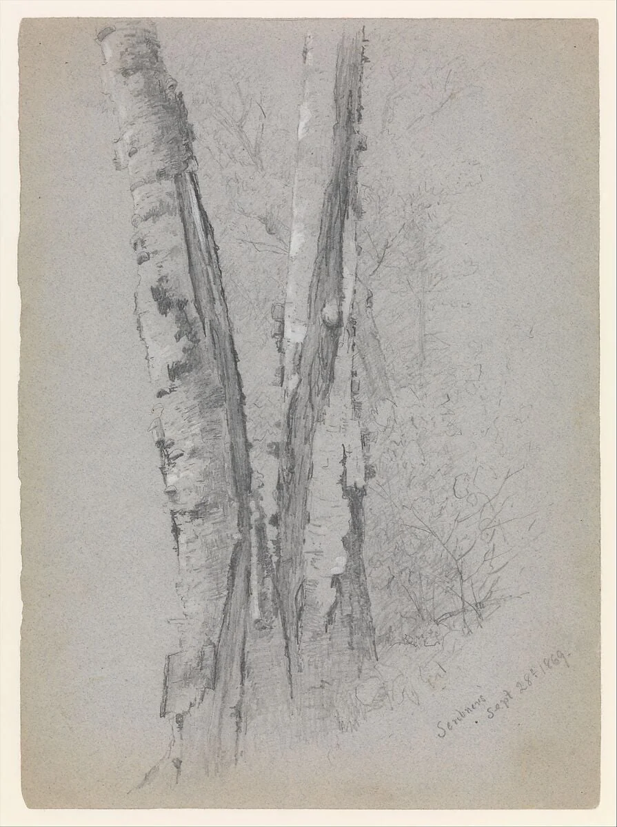 Study of Birch Trunks (Scribners'), detail
