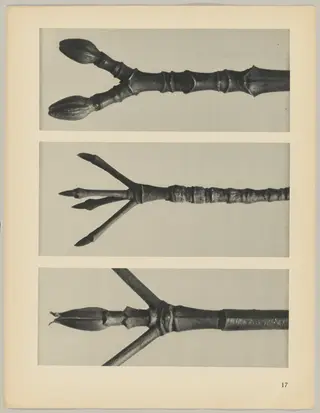 a Cornus Nuttallii; b Cornus florida; c Acer pennsylvanicum, by Karl Blossfeldt, 1928