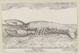 H Beard Print Collection, by Remigio Cantagallina, 1608