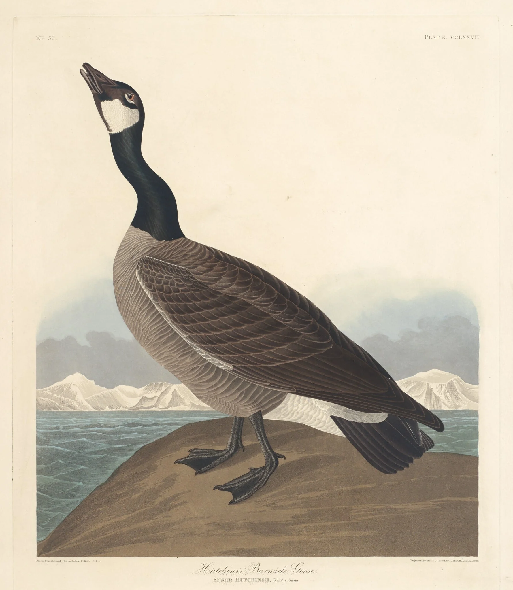 Hutchin's Barnacle Goose, detail