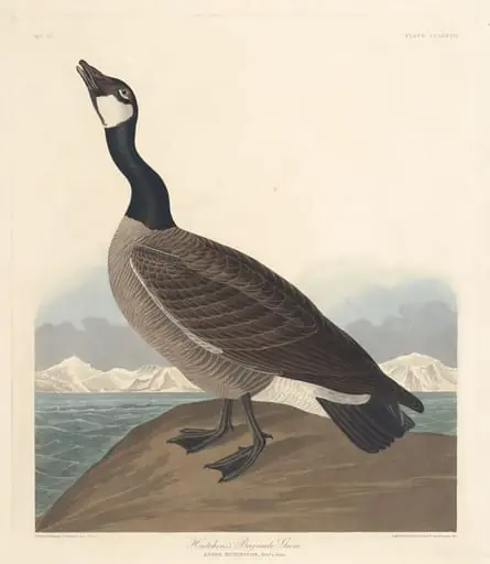 Hutchin's Barnacle Goose, by Robert Havell Jr., ink, 1835