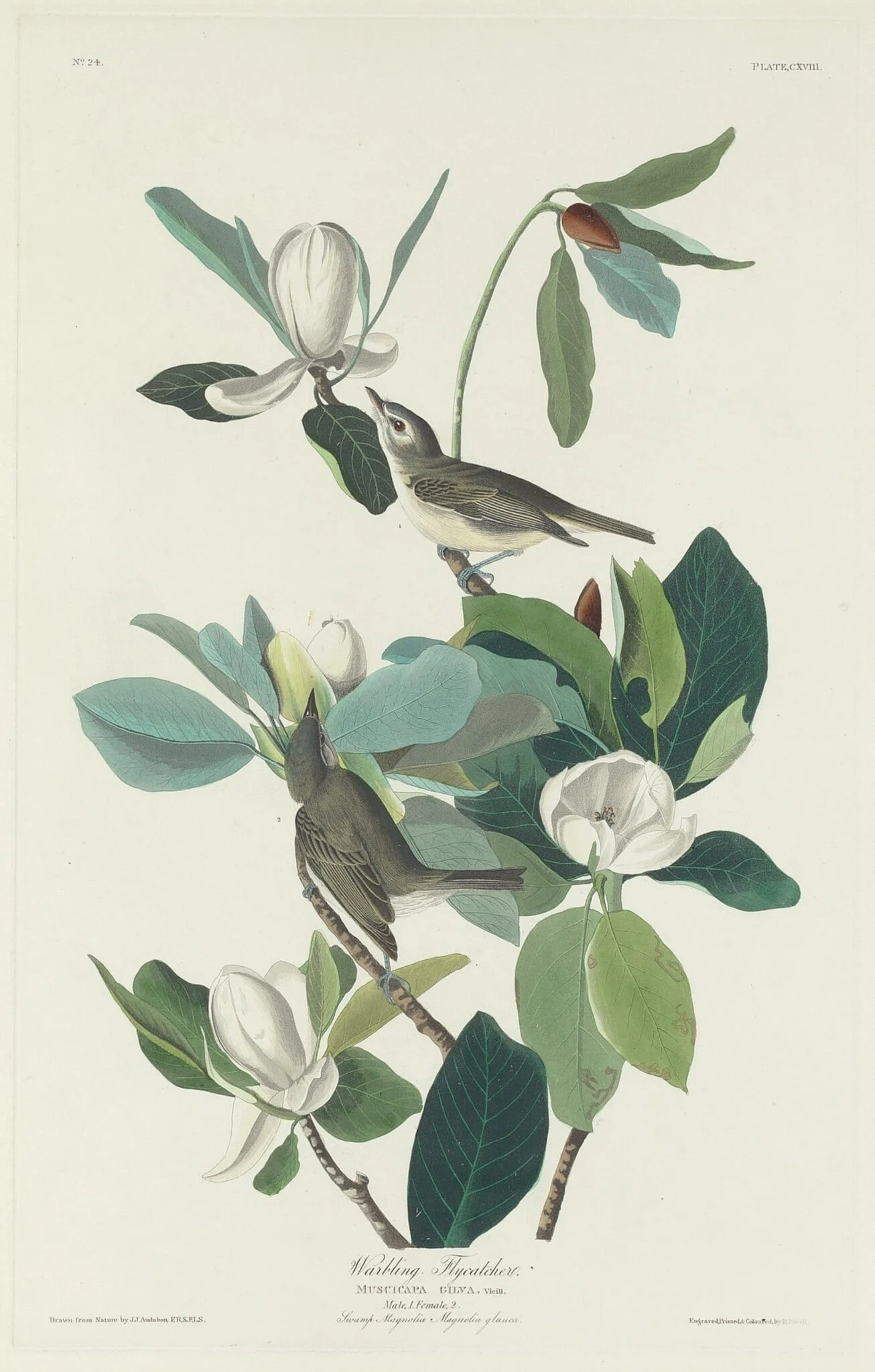 Warbling Flycatcher, detail
