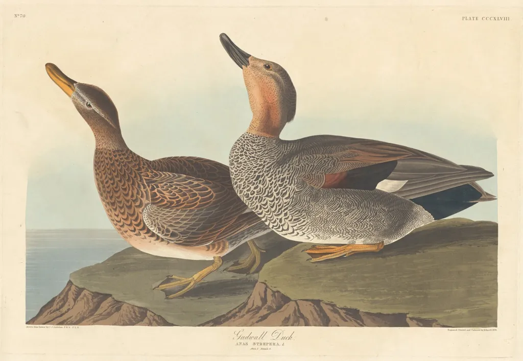Gadwall Duck, by Havell, Jr., Robert, ink, 1836