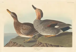 Gadwall Duck, by Havell, Jr., Robert, ink, 1836