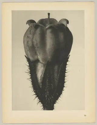 Symphytum officinale, by Karl Blossfeldt, 1928