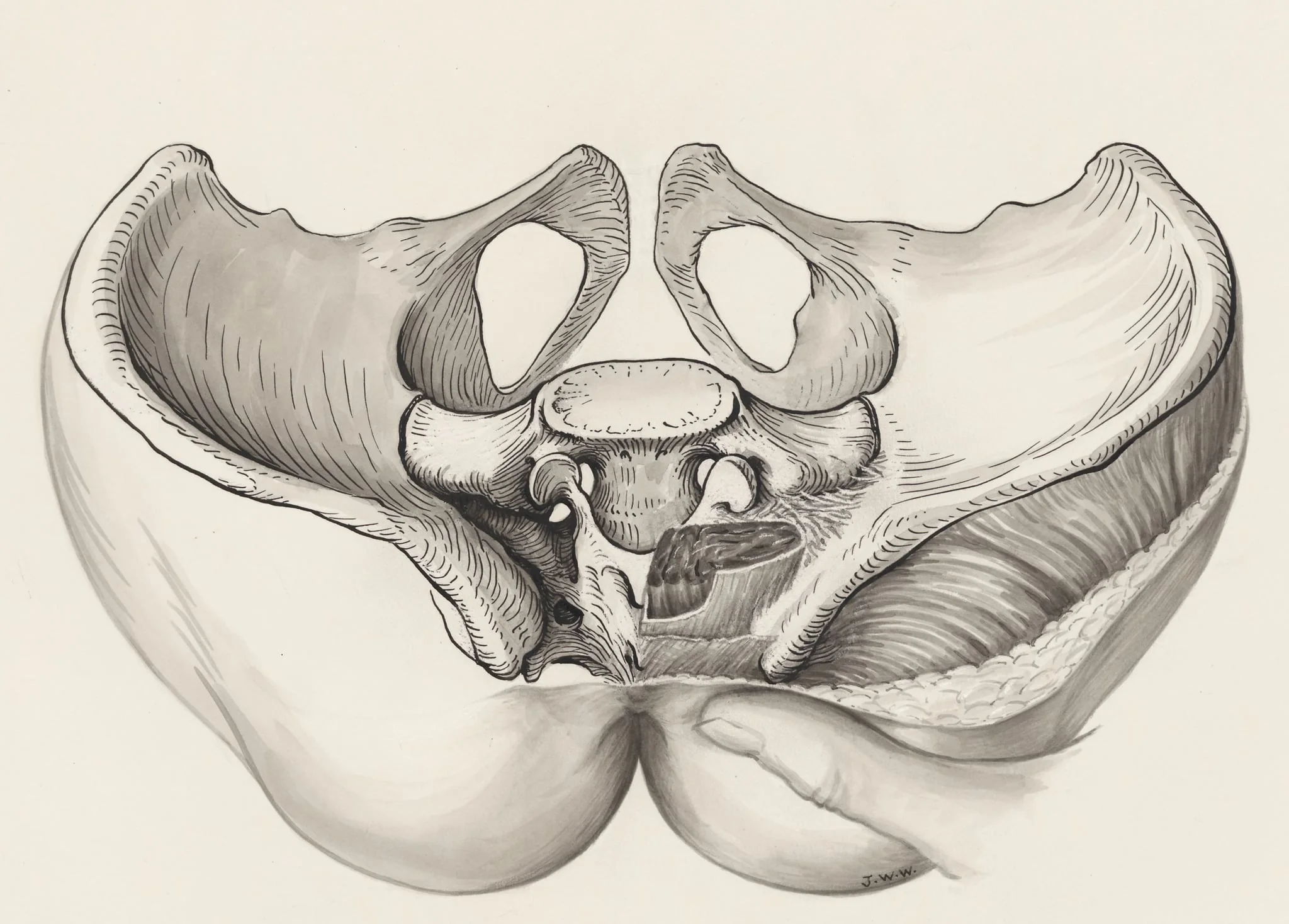 Cross section of the pelvis, detail