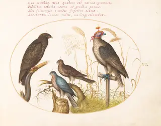 Plate 6: Four Birds of Prey, Including a Sparrowhawk(?), by Joris Hoefnagel, gouache, 1594