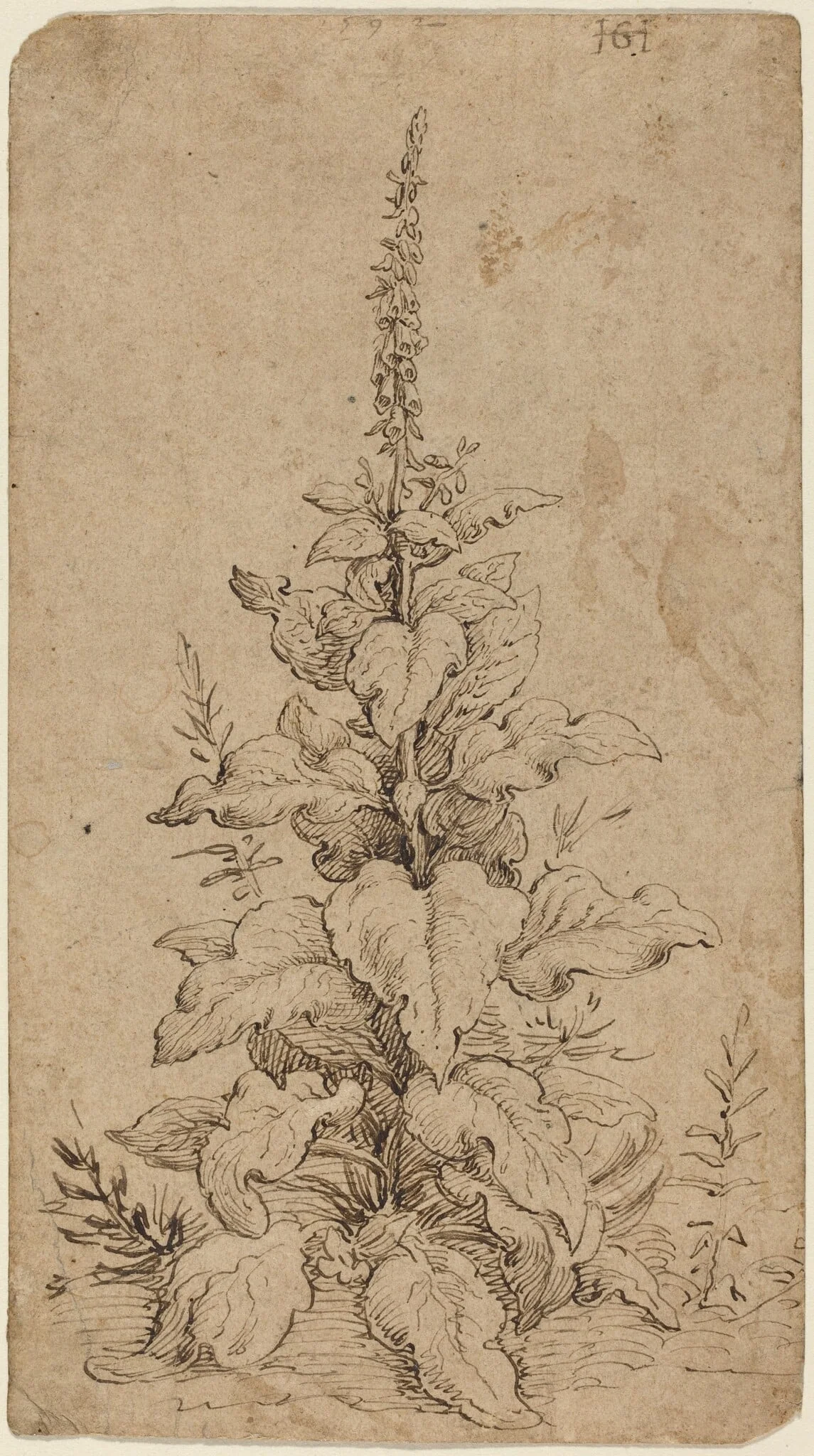 A Foxglove in Bloom, detail