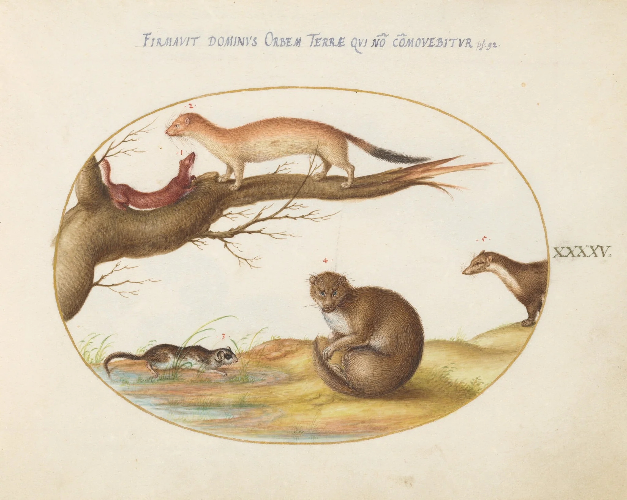 Plate 45: Weasels, a Ferret, and a "Nut Mouse", detail
