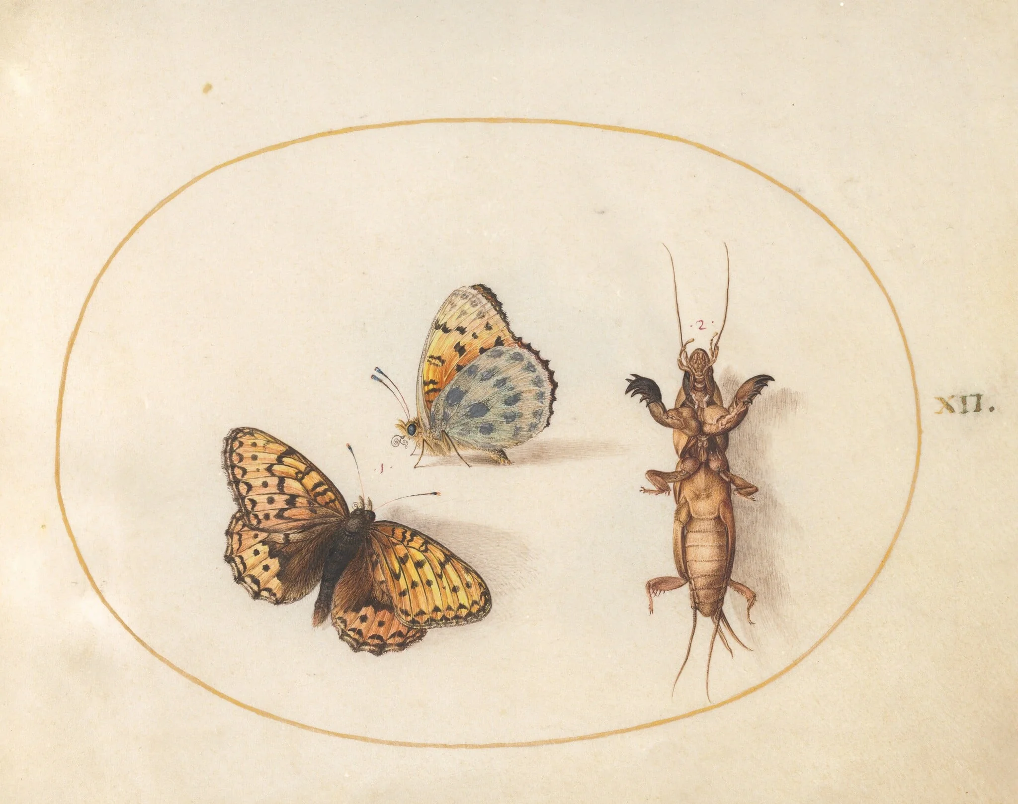 Plate 12: Two Views of a Silver-Bordered Fritillary and a Mole Cricket, detail