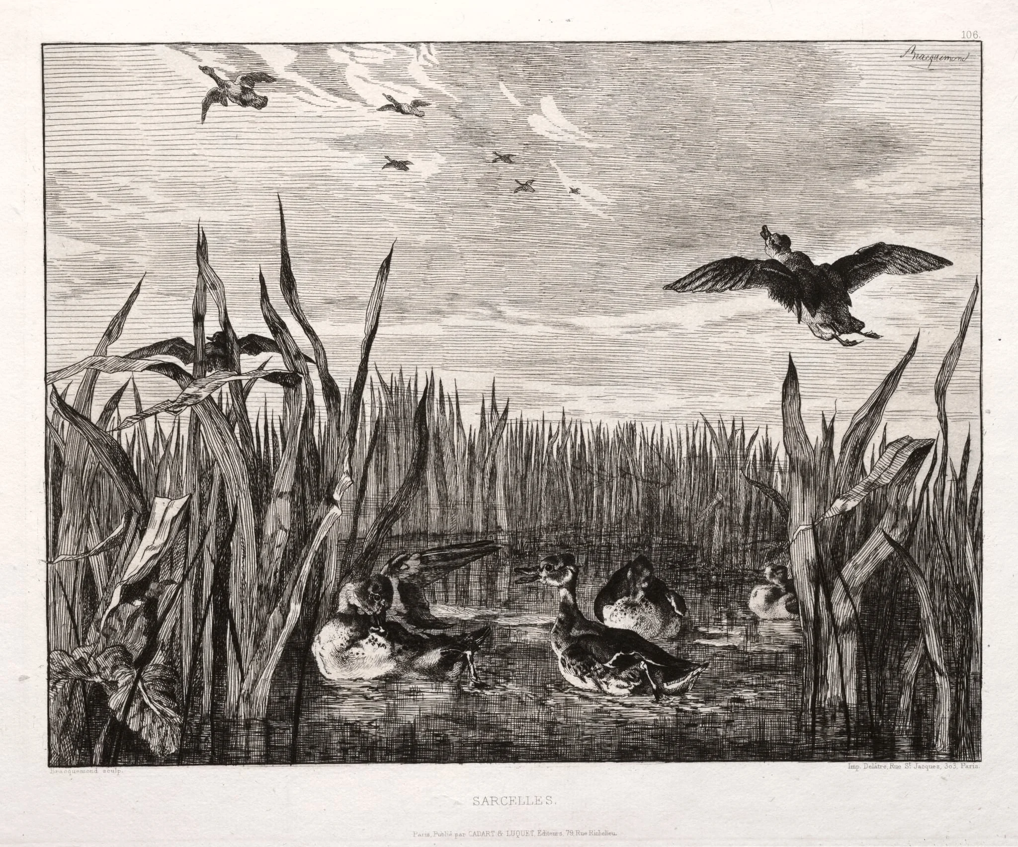 Teals, detail