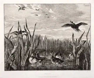 Teals, by Félix Bracquemond, 1853