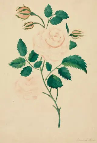 Damask Rose, by Mary Altha Nims, 1804