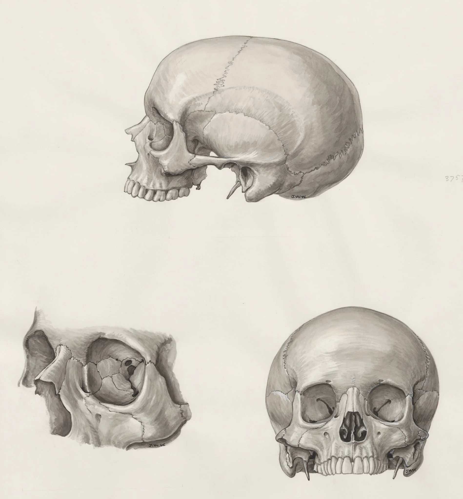 Skull seen from three sides, detail