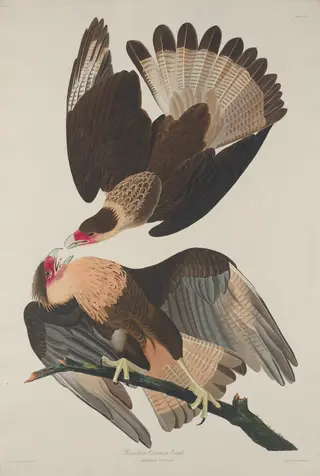 Brasilian Caracara Eagle, by Havell, Jr., Robert, ink, 1833