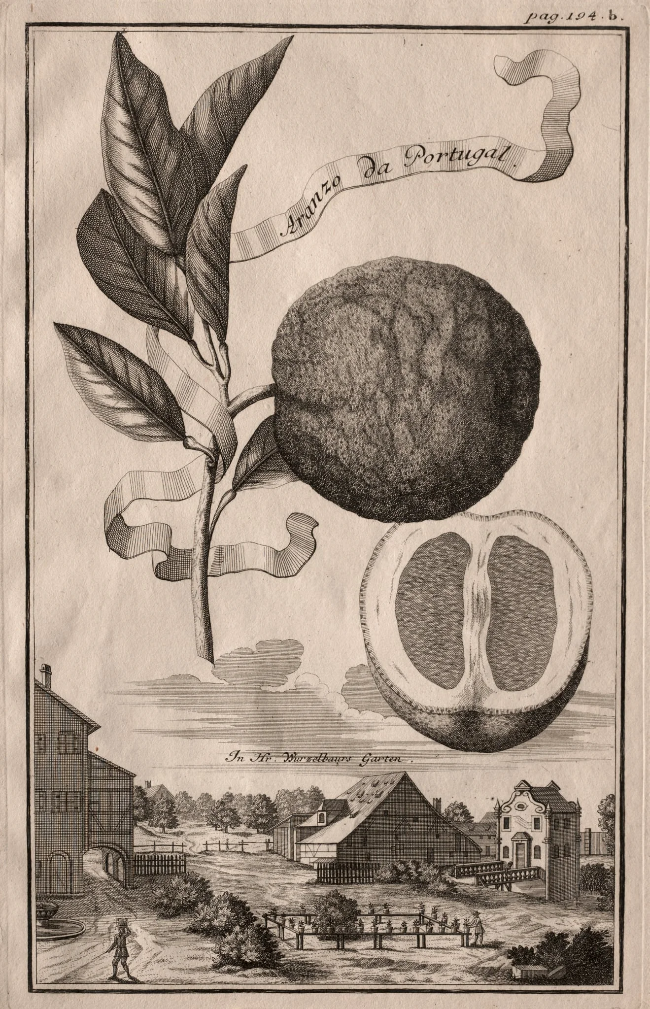 Nurnbergische Hesperides: Aranzo da Portugal, detail