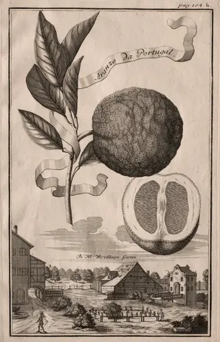 Nurnbergische Hesperides:  Aranzo da Portugal, by Joseph de Montalegre, 1714