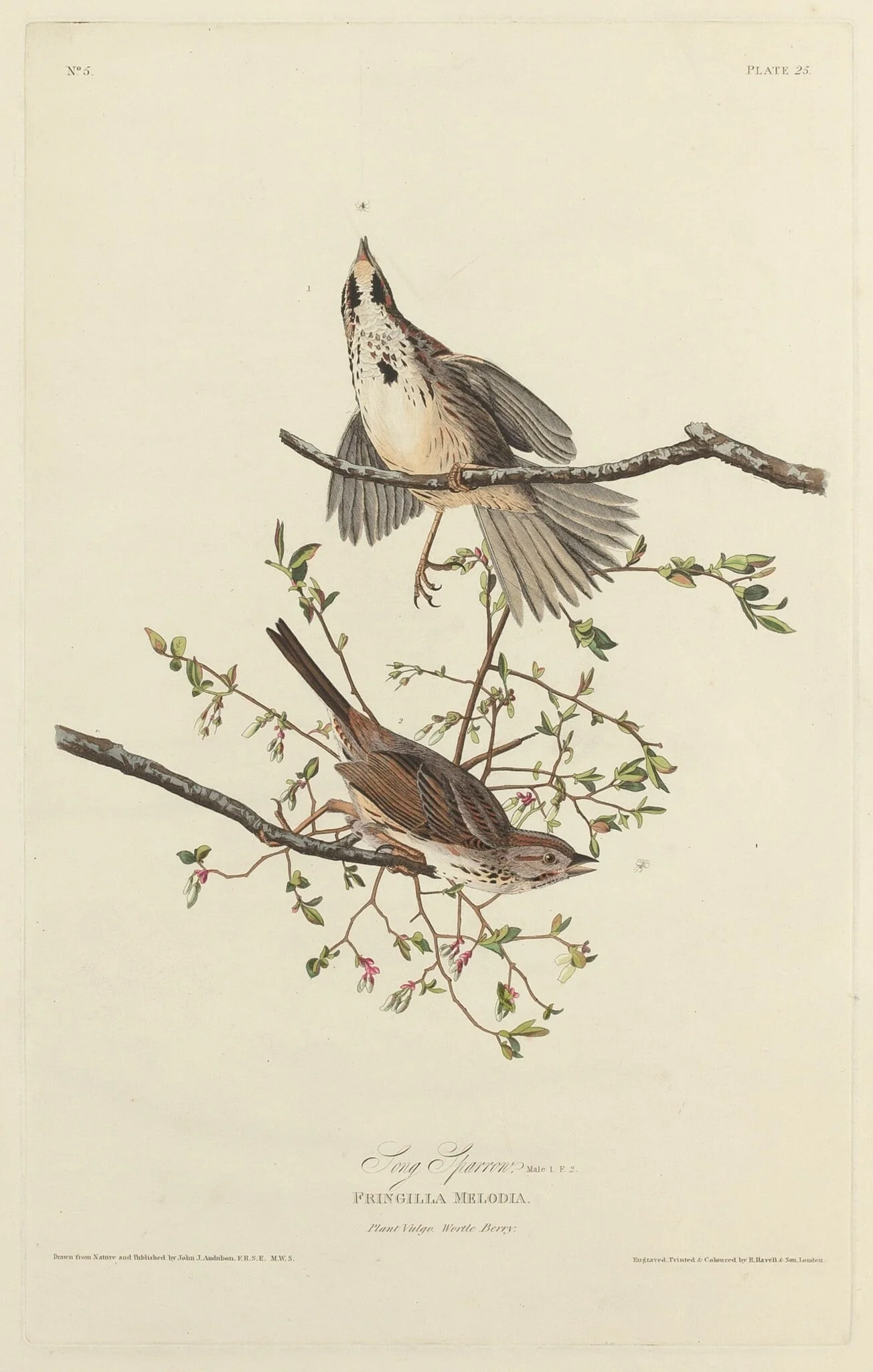 Song Sparrow, detail