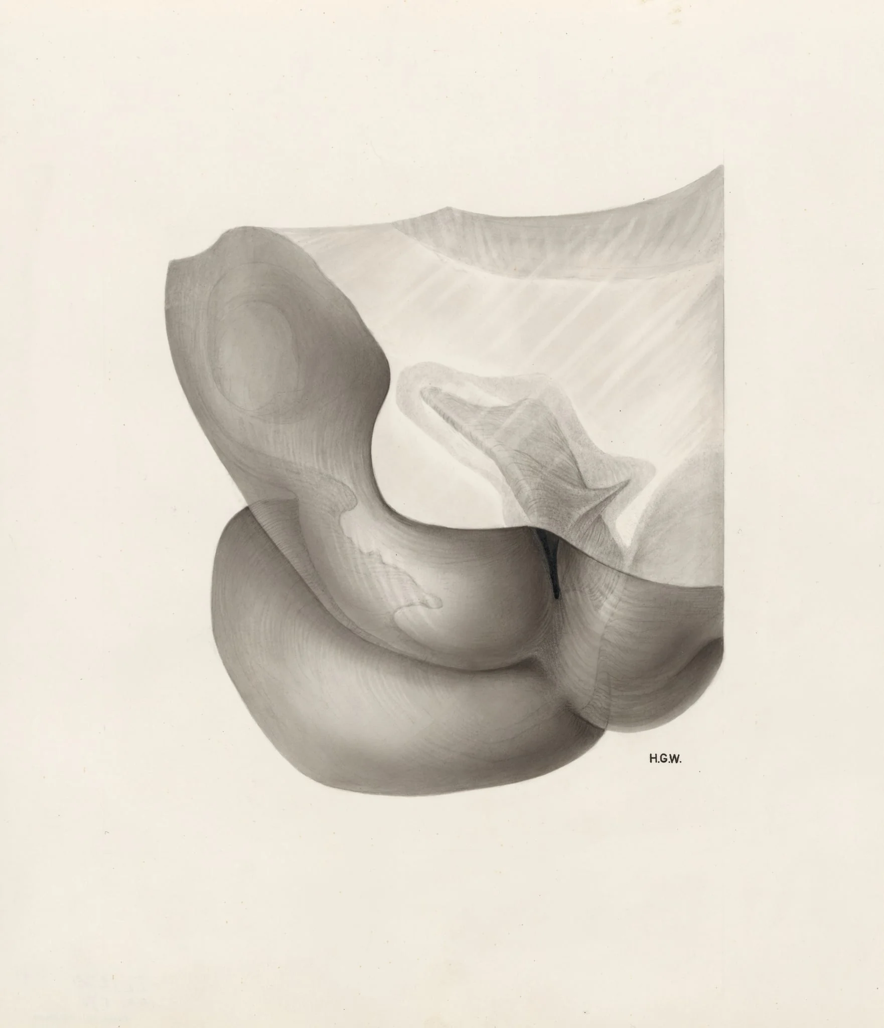 Embryonic tissue, detail