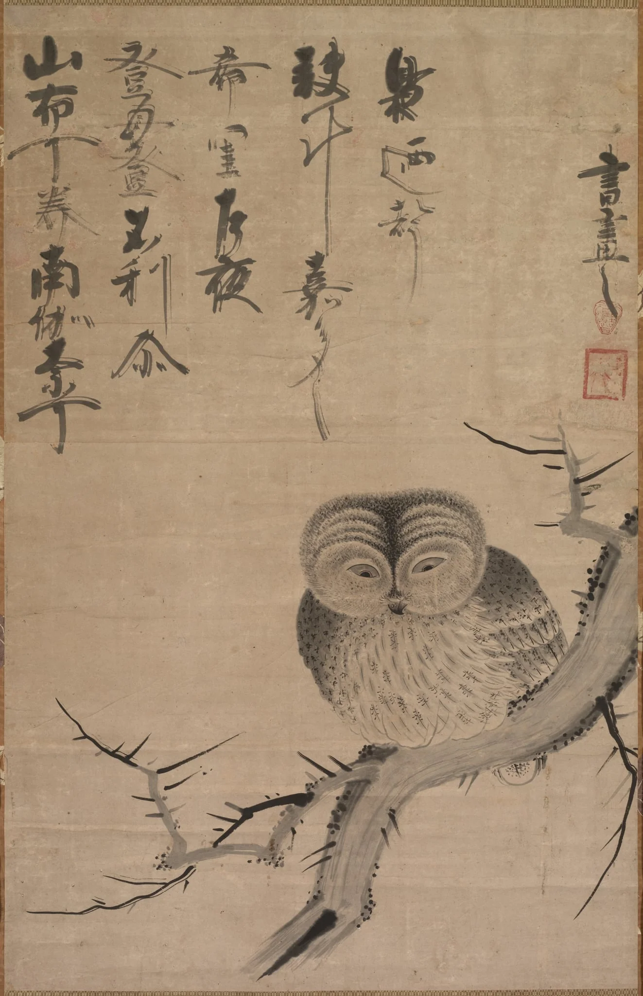 Owl, detail