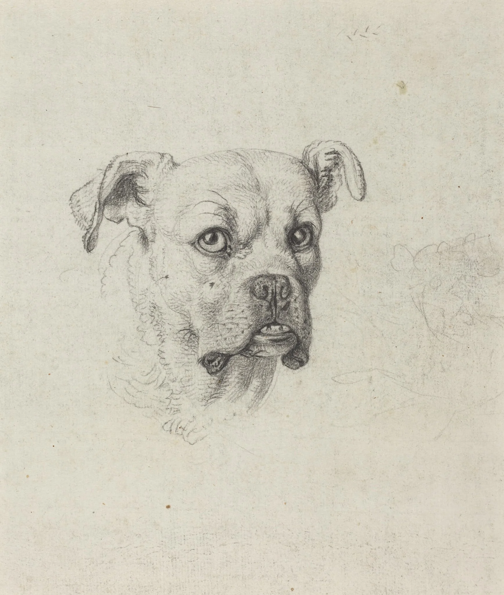 A Boxer, detail