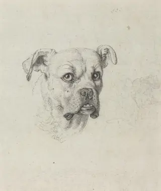 A Boxer, by Johann Heinrich Wilhelm Tischbein, chalk, 1795