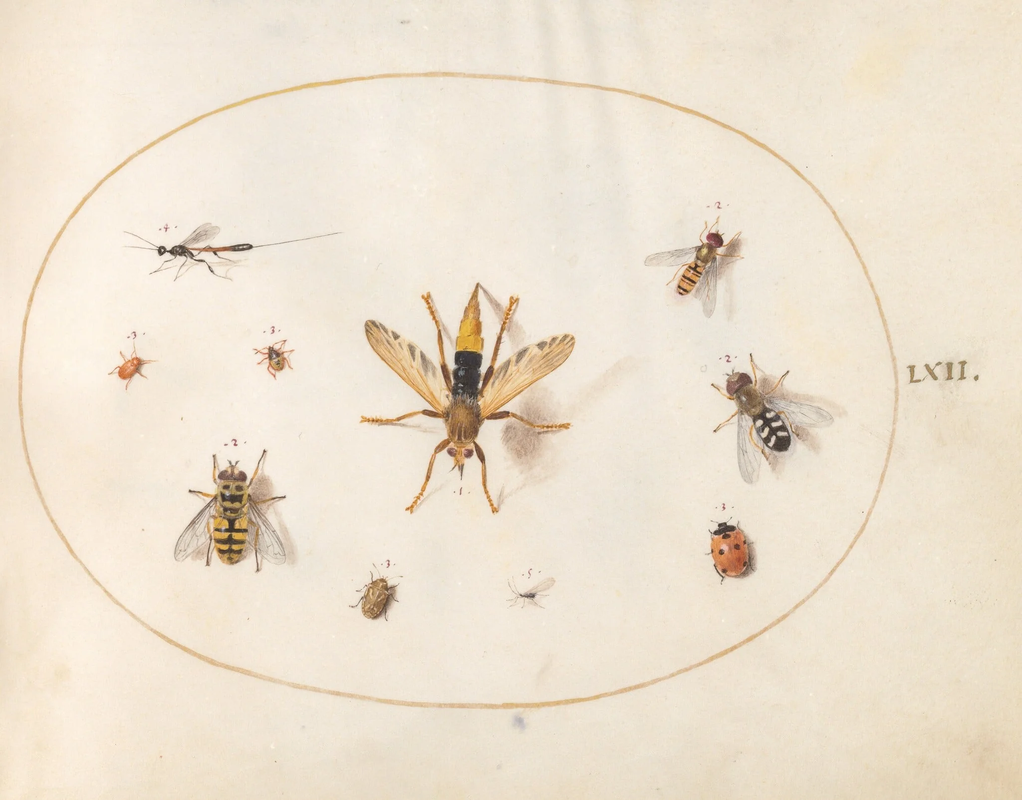 Plate 62: Ten Insects, detail