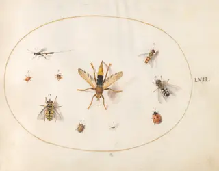 Plate 62: Ten Insects, by Joris Hoefnagel, gouache, 1594