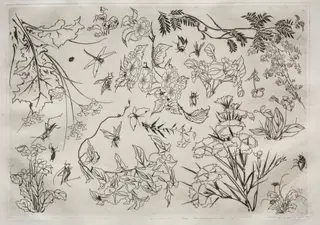 Dinner Service (Rousseau service): Flowers (no. 22), by Félix Bracquemond, 1866