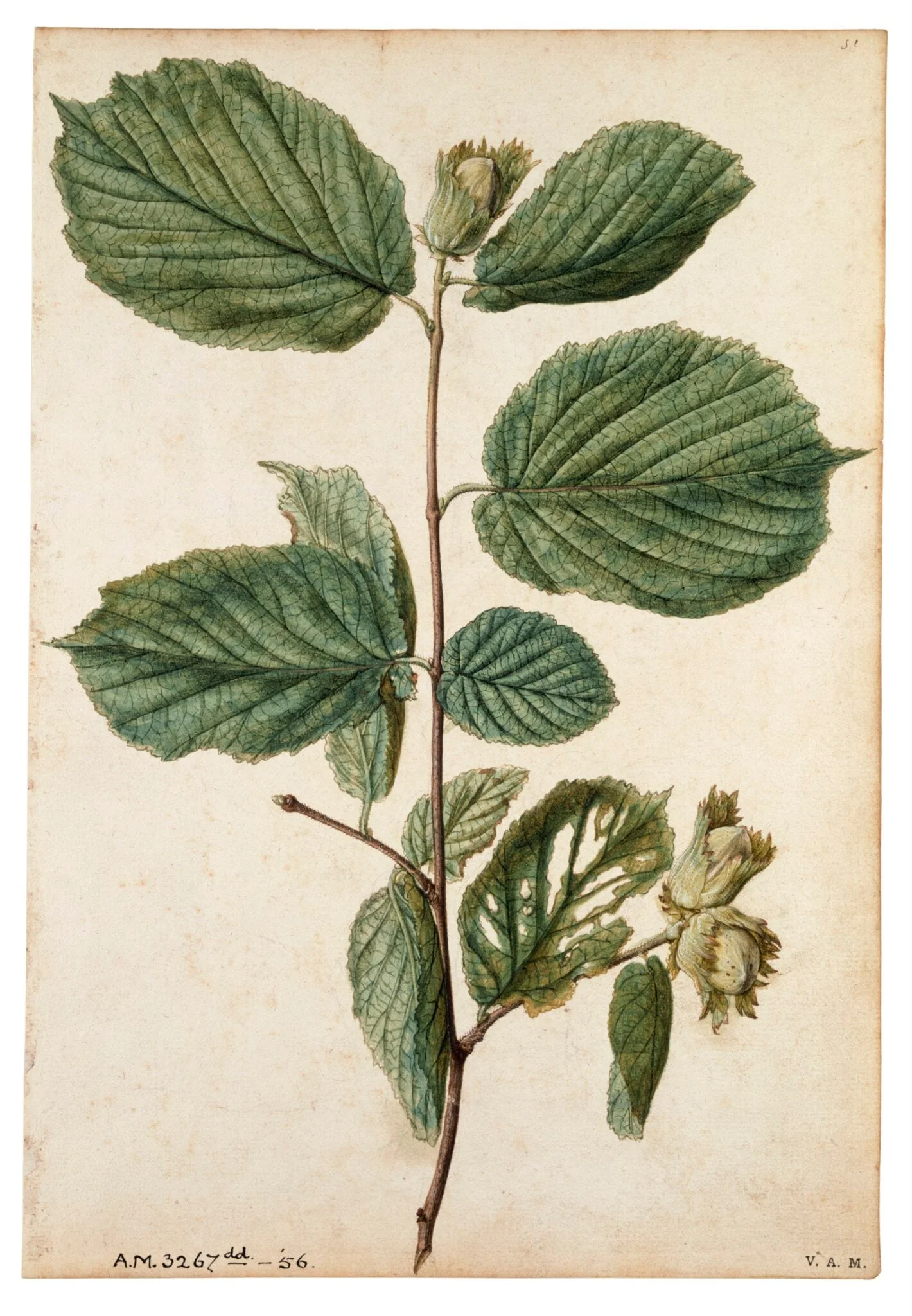 Cob-nut, detail