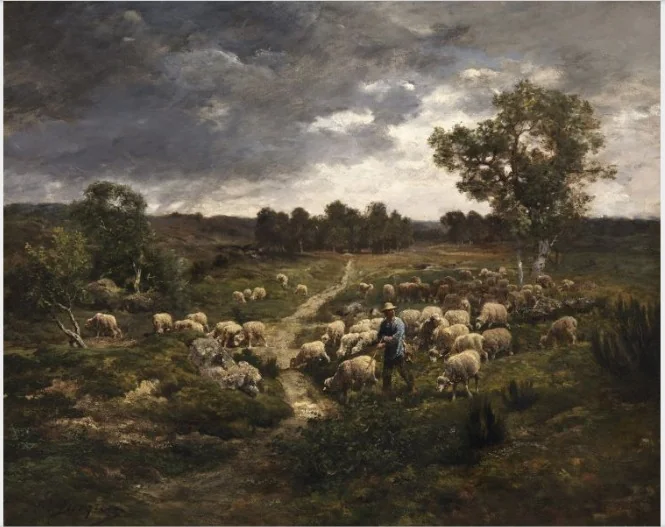 Sheep, detail