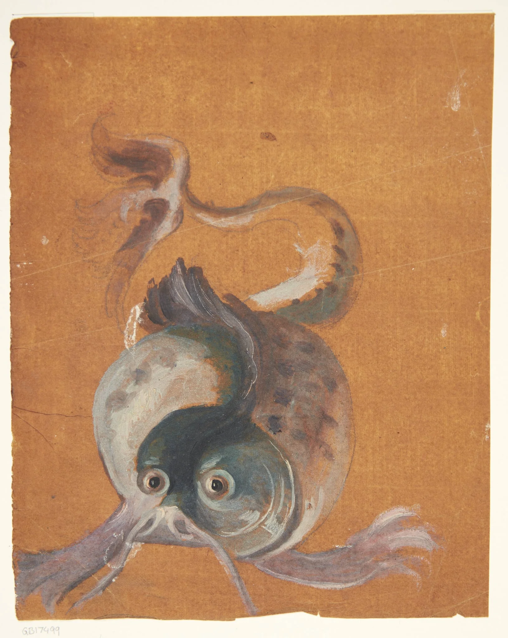 Sæl, detail