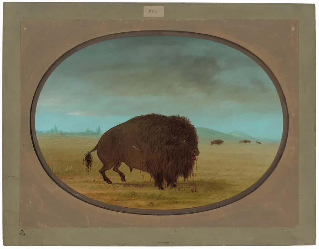 Wounded Buffalo Bull, by George Catlin, oil, 1865