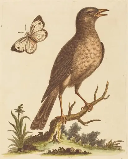 Brown Bird with a Butterfly, by George Edwards, ink, 1734